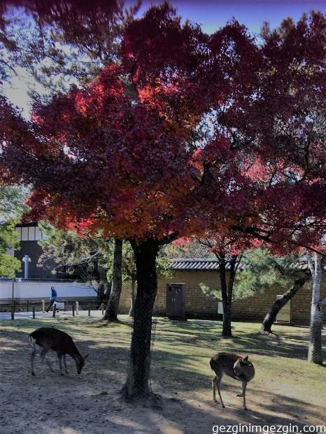 Nara/Japan
